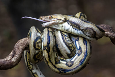 Close-up of lizard on metal