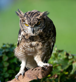 Close-up of a bird