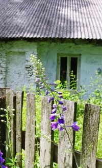 Plant growing on fence
