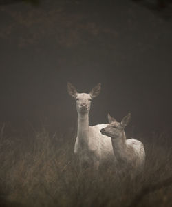 Portrait of deer standing on field