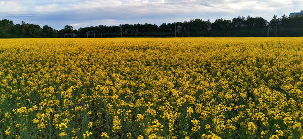 Scenic view of yellow flower field against sky