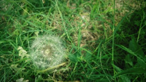 Close-up of dandelion