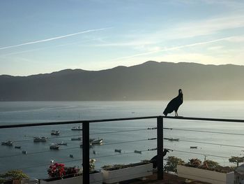 Seagull perching on a sea against sky