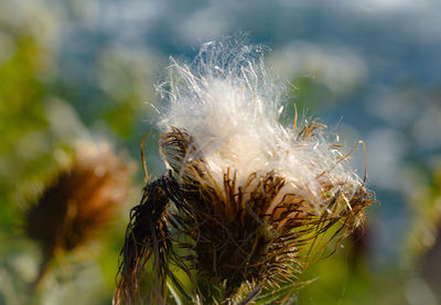 Close-up of dandelion against blurred background