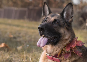 German shepherd in the park in autumn with autumn foliage and a collar decorated with fallen leaves