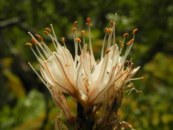 Close-up of flowers