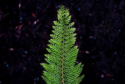 Close-up of fern at night