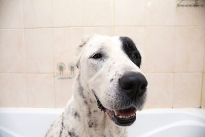 Close-up of a dog looking away