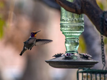 Close-up of a hummingbird flying against blurred background toward a feeder