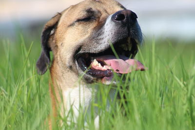 Close-up of dog on land