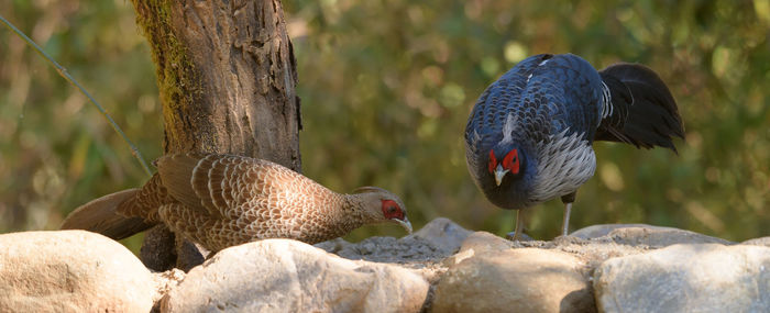 Close-up of bird