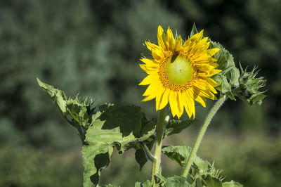 Close-up of yellow flowering plant