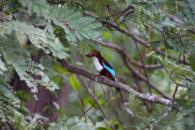 Bird perching on a tree