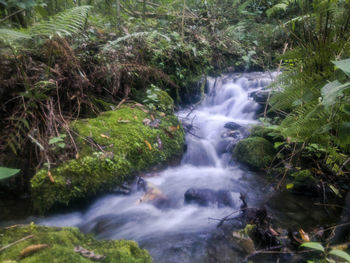 Scenic view of waterfall in forest