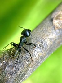 Close-up of insect