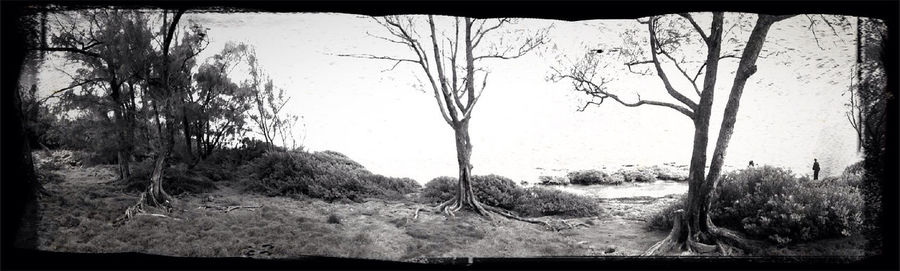 Bare trees on landscape