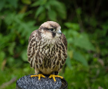 Close-up of owl perching on plant