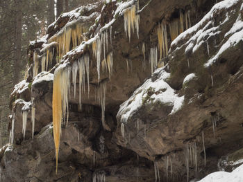 Icicles hanging on rock formation during winter