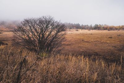 Bare trees on field against sky