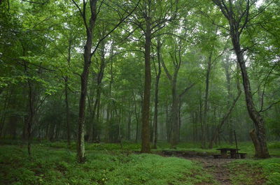 Scenic view of forest