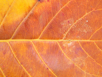 Macro shot of orange leaf