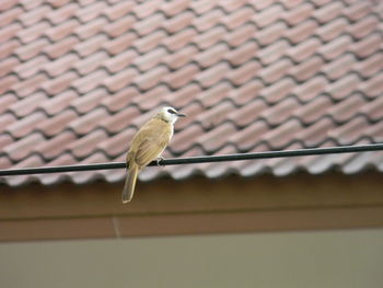 Low angle view of bird perching on roof