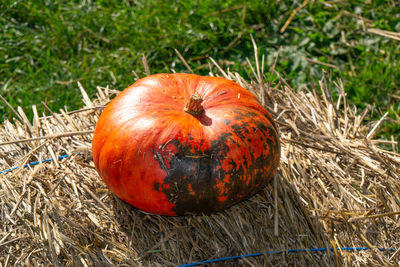 Close-up of orange fruit on field