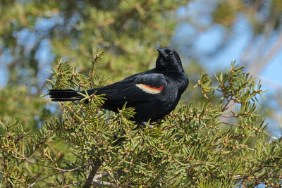 Black bird perching on a branch