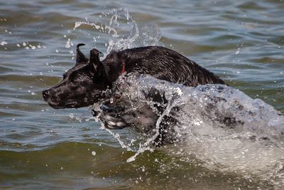 Black dog running in water