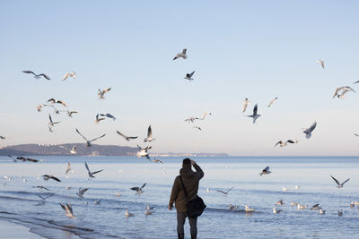 Rear view of man walking against seagulls flying over sea