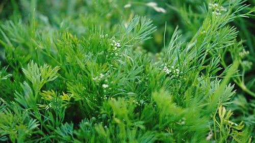 Plants growing on field