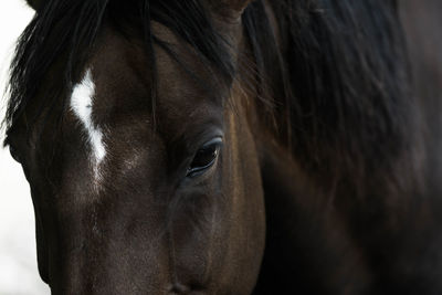 Close-up portrait of a horse