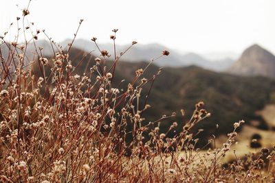 Close-up of plants on landscape against sky