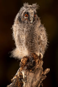 Close-up of bird perching on tree trunk