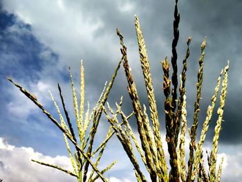 Close-up of stalks against sky