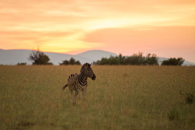 View of horse on field during sunset
