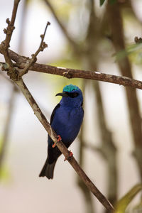 Close-up of bird perching on branch