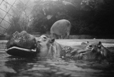 Close-up of sheep swimming in water