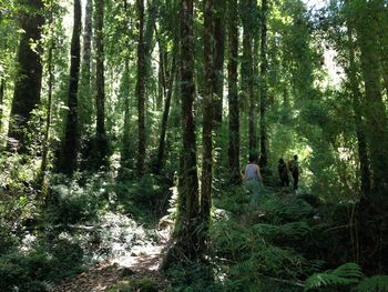 Trees in forest