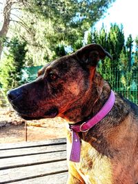 Close-up of a dog looking away