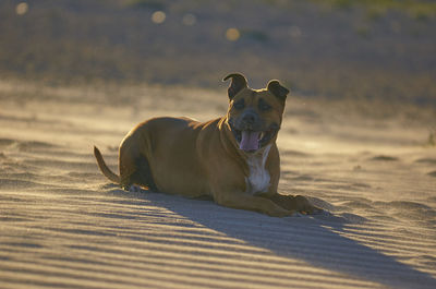 View of a dog looking away on beach