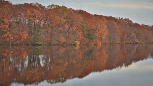 Reflection of trees on lake during autumn