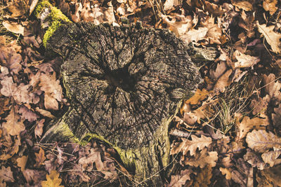 High angle view of dry leaves on field