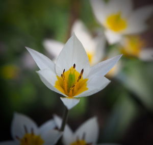 Close-up of white flower