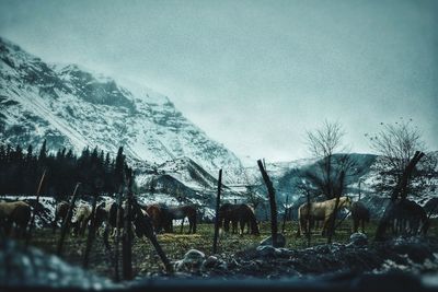 Trees on landscape against sky during winter