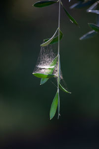 Close-up of green leaves