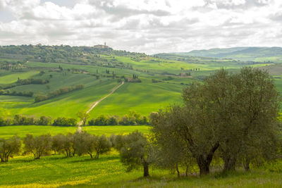 Scenic view of agricultural field against sky