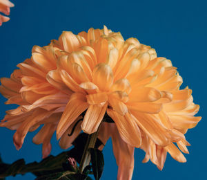 Close-up of yellow flower against blue background