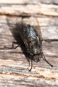 Close-up of insect on wood