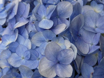 Close-up of blue hydrangea flowers